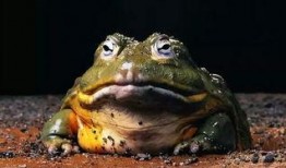 网红蛙卖崽吃瓜,揭秘网络红人的幕后生活